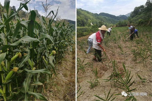 產業引領致富路 農業煥發新活力