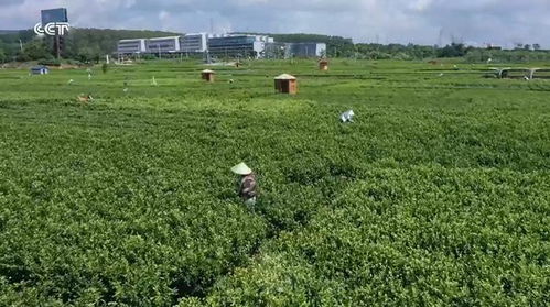廣西橫州 品牌引領，茉莉花農踏上致富路