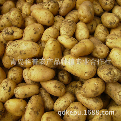 新季優質土豆 產地直供，新鮮營養的餐桌之選