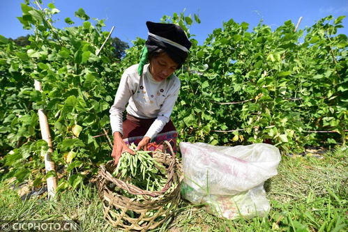 丹寨種植基地助力增收，畜產品貿易鋪就鄉村振興路